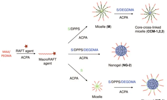 Fig. 3. Different architectures of the CCM and NG particles.