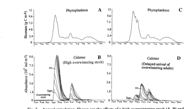Fig.  7.  Annual simulation. Shown are the effects of a high overwintering stock (A, B) and  of a delayed ascent of overwintering individuals  (C,  D)  for the depth-integrated biomass of  phytoplankton  and depth-integrated and cumulative  stage abundance