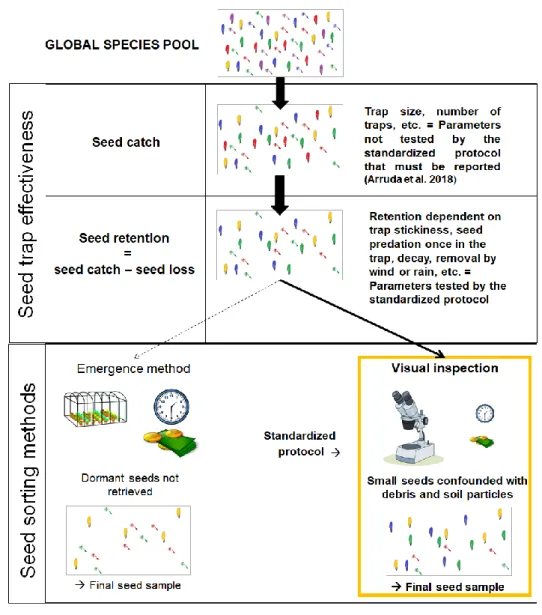 Fig.  1.  Conceptual  framework  showing  two  key  stages  of  seed  rain  measurements  348 