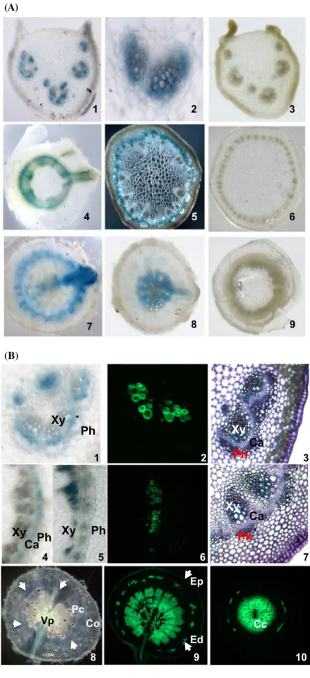 Fig. 6   Localisation of Bn- Bn-FAE1.1 expression in vascular  tissues of B. napus. a GUS  activity was visualised in  hand-cut transverse sections of roots,  stems and leaf petioles of young  B