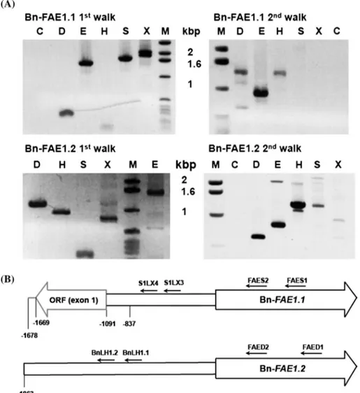 Fig. 1   Isolation of the B. napus  FAE1 gene promoters. a PCR  walking on genomic DNA from  the Bn-FAE1.1 and Bn-FAE1.2  loci