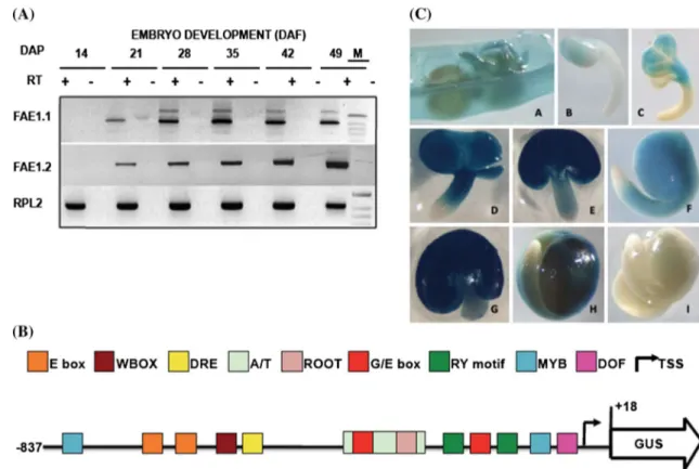 Fig. 3   Bn-FAE1.1 expression in rapeseed embryos. a RT-PCR analy- analy-sis of Bn-FAE1.1 and Bn-FAE1.2 gene expression during embryo  development