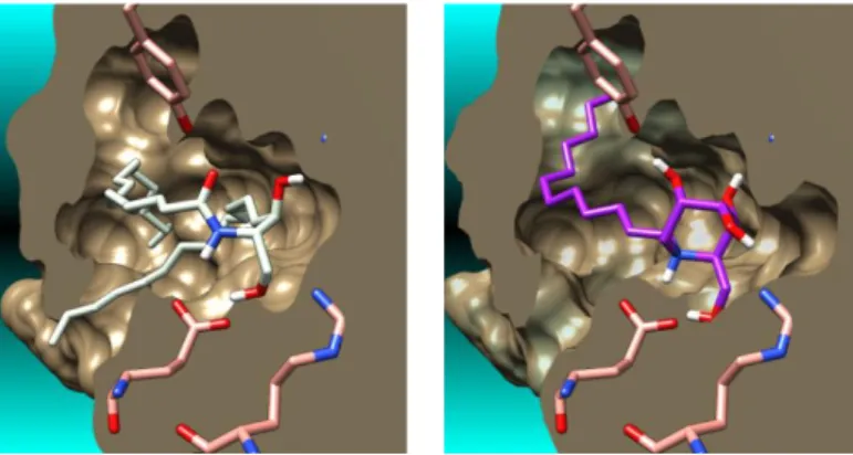Fig.  4.  Molecular  surface  of  the  CERT  START  domain  in  complex  with  C16- C16-ceramide in its crystalline bound conformation (from PDB crystal structure 2E3P)  (left)  and  calculated  complexes  of  lowest  energy  between  the  CERT  START  dom