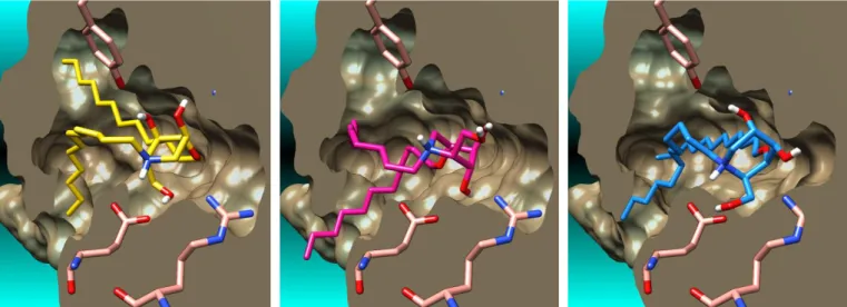 Fig. 8. Molecular surface of the calculated complexes of lowest energy between the CERT START domain and the N,O4-didodecyl-DNJ (left), N,O5-didodecyl- N,O5-didodecyl-DNJ (middle) and N,O3-didodecyl-N,O5-didodecyl-DNJ (right)