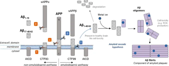 Fig. 1. A schematic view of APP proteolytic cleavage. In the non-amyloidogenic pathway, APP is ﬁrst cleaved by α-secretase and then by γ-secretase to form truncated Aβ 17–40/42 peptides or by β-secretase leading to the formation of the truncated Aβ 1–16 