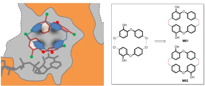 Fig. 2. Schematics based on X-Ray structure of the two molecules of triclosan (dark red) found in the  binding cavity (grey) of InhA enzyme (structure 1P45, chain A, orange) in the presence of cofactor NAD  (gray)