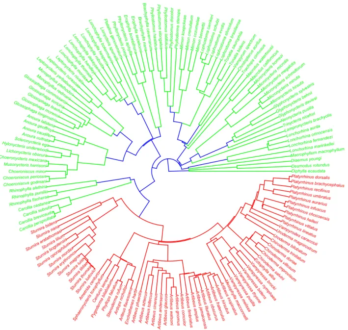 Fig. 2. Phyllostomidae phylogeny with branches coloured according to the 3 branching patterns (or modalities) identiﬁed by the eigengap, as given by k-medoid clustering.