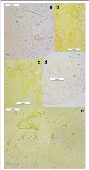 Fig. 4 Male copulatory organs of some Cichlidogyrus spp.