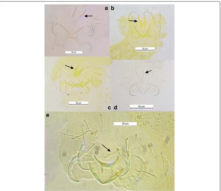 Fig. 3 Haptoral sclerotized parts of some Cichlidogyrus spp. parasitizing Hemichromis spp