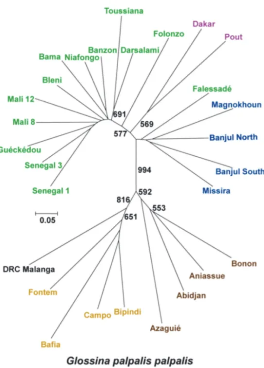 Fig 2. NJTree based on Cavalli-Sforza and Edwards chord distance between all subsamples of G.