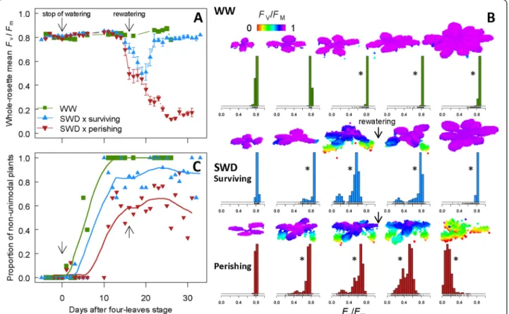 Figure 2 Effects of severe water deficit on plant photosynthetic efficiency. (A) Dynamics of whole-rosette mean F v /F m of well-watered (WW) plants and stressed (surviving and perishing) plants under severe water deficit (SWD) as a function of days after 