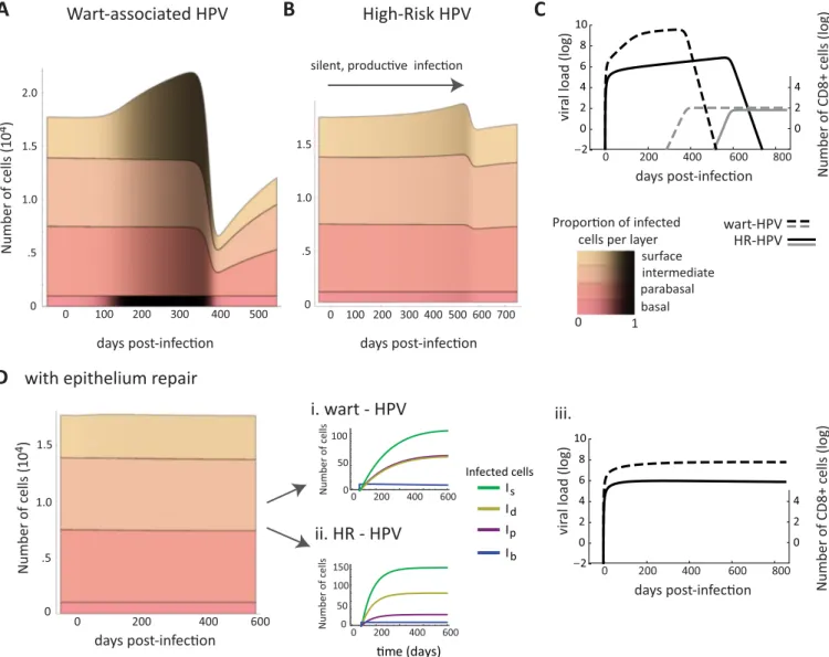 Fig 4. Simulated population dynamics of epithelial cells, immune effectors and free viruses in the case of HPV infections