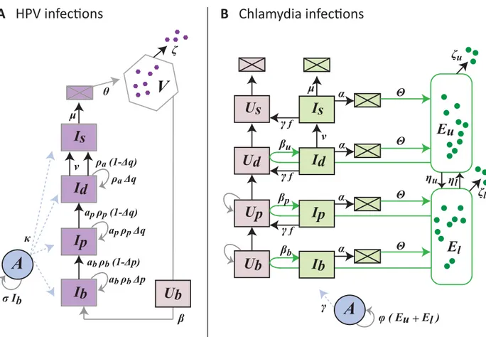 Fig 5. Flow diagram of the infection models for HPV (A) and chlamydia (B). HPV virions, V, only infect uninfected basal cells, U b , to become basal infected cells, I b 