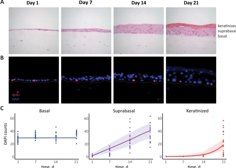 Fig 2. Epithelial cell growth in 3D raft cultures. A) NIKS grown from a single layer over a period of three weeks