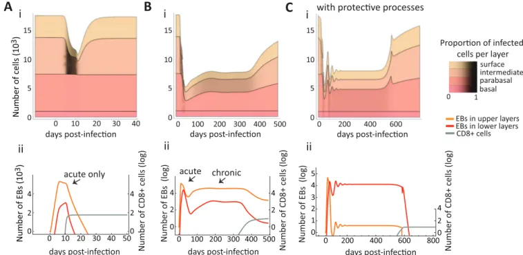 Fig 3. Simulated population dynamics of epithelial cells, immune effectors and bacteria in chlamydia infections