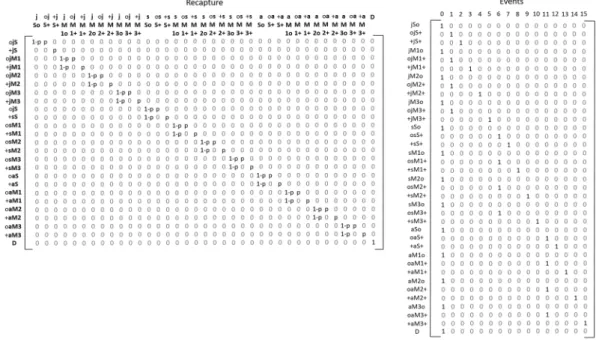 Figure 5.  Matrices of the fifth modeling step (i.e. recapture) and of events (field observations)