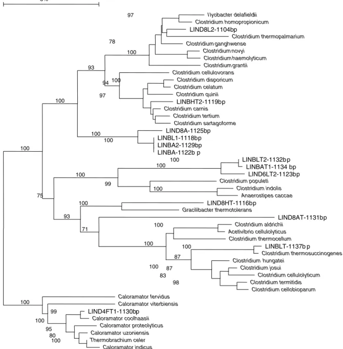 Fig. 2 – Phylogenetic tree based on the gene encoding the 16S RNA showing the positioning of fermentative mesophilic and thermophilic bacteria isolated from the anaerobic digestor.