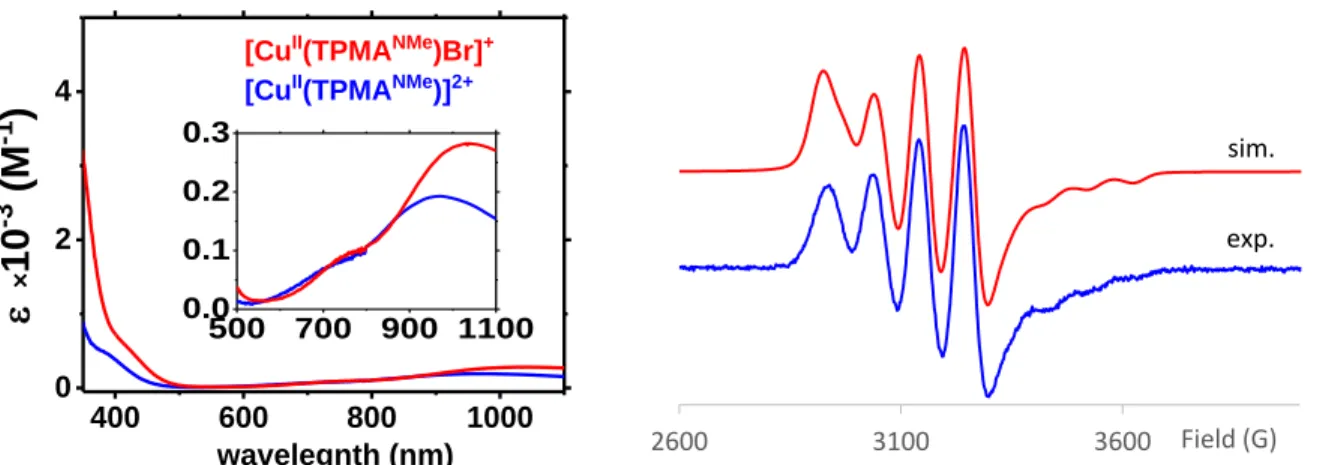 Figure 3 A: Absorption spectra of the [Cu II (TPMA NMe2 )Br] +  deactivator complex (red) and 