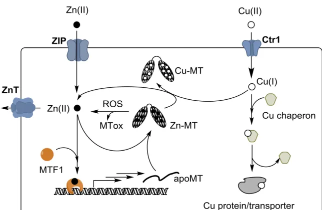 Figure 3.  Schematic  view  of  Zn  and  Cu  metabolism  in  a  cell  focusing  on  the  role  of  MTs  (the  scheme  is  restricted to the discussion  here, for  more details see e.g