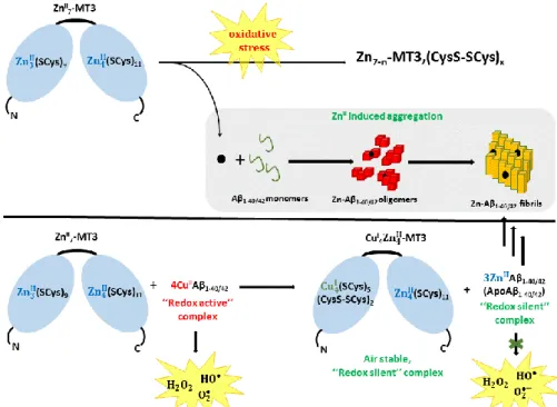 Figure 6.  Top: How Zn-MT could impact aggregation of Aβ under oxidative stress conditions: ROS  induces  the  release  of  Zn(II)  ions  that  could  bind  to  Aβ  and  modulate  its  aggregation  behaviour