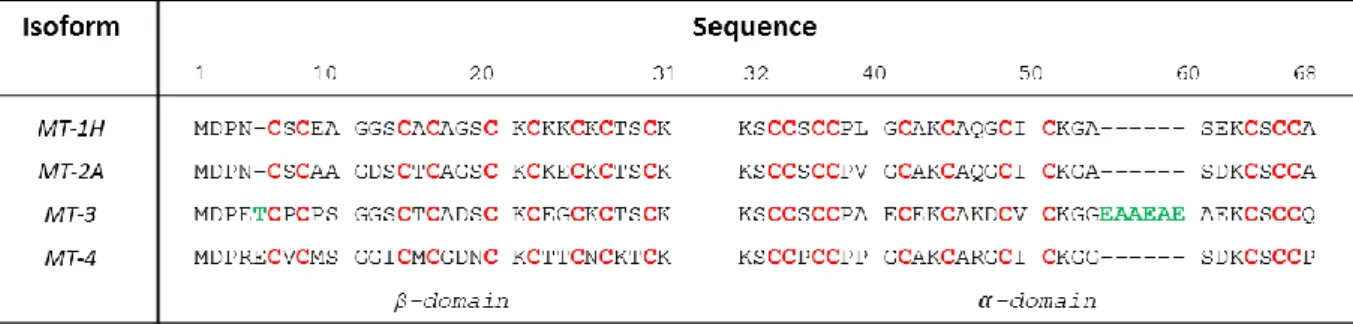 Figure 1. Amino acid sequences of the four human MT isoforms. The metal-binding cysteines are highlighted in  red, green amino acids highlight the two inserts of MT3 compared to M1/2