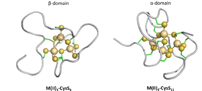 Figure 2. Scheme of the divalent  metal-thiolate clusters in  mammalian MTs as exemplified by  the  structure of  human Zn 7 MT2