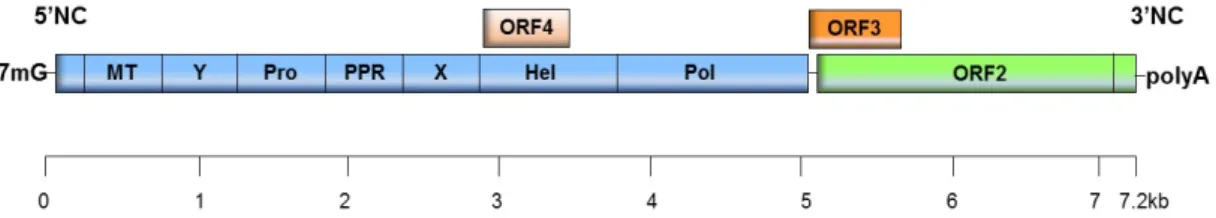 Figure 1. Hepatitis E virus (HEV) genome. Open reading frames (ORF1) (blue box) encodes  nonstructural proteins
