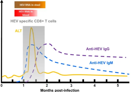 Figure 4. Course of an acute HEV infection. ALT: alanine aminotransferase activity. 