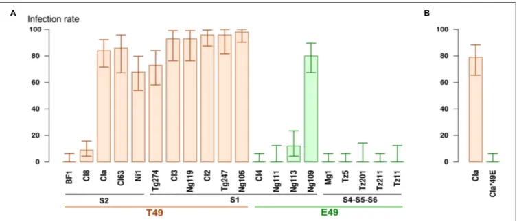 FIGURE 1 | (A) Percentage of infected plants on the Tog7291 accession 4 weeks after inoculation
