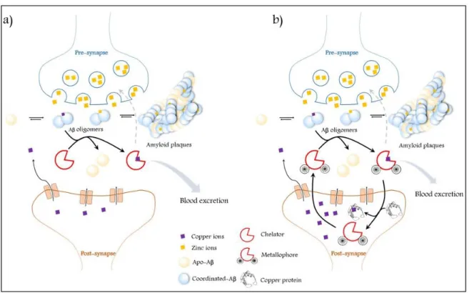 Figure 3. Schematic representation of the action of a chelator in the synaptic cleft (a) vs the  action of a metallophore (b)