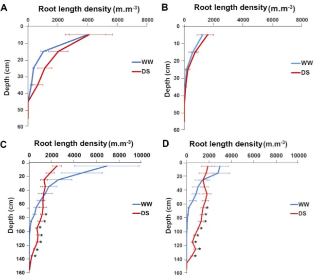 Fig 7. Impact of water deficit on root length density distribution according to depth in SL28 and LCICMB1