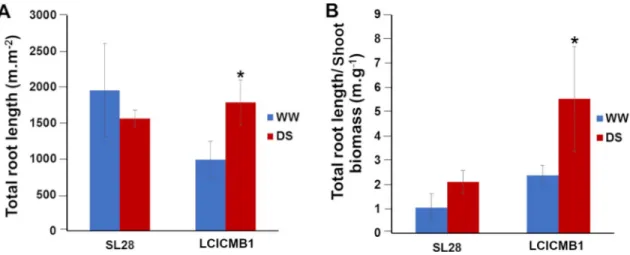 Fig 9. Impact of water deficit on total root length of SL28 and LCICMB1. (A) Total root length (m.m -3 ) measured at 72 DAS at the end of water stress treatment, and (B) ratio between total root length (m.m -3 ) and shoot biomass.