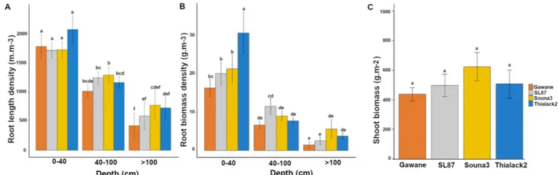 Fig 2. Characteristics of the varieties used for model calibration. (A) Root length density, (B) root biomass density and (C) shoot biomass