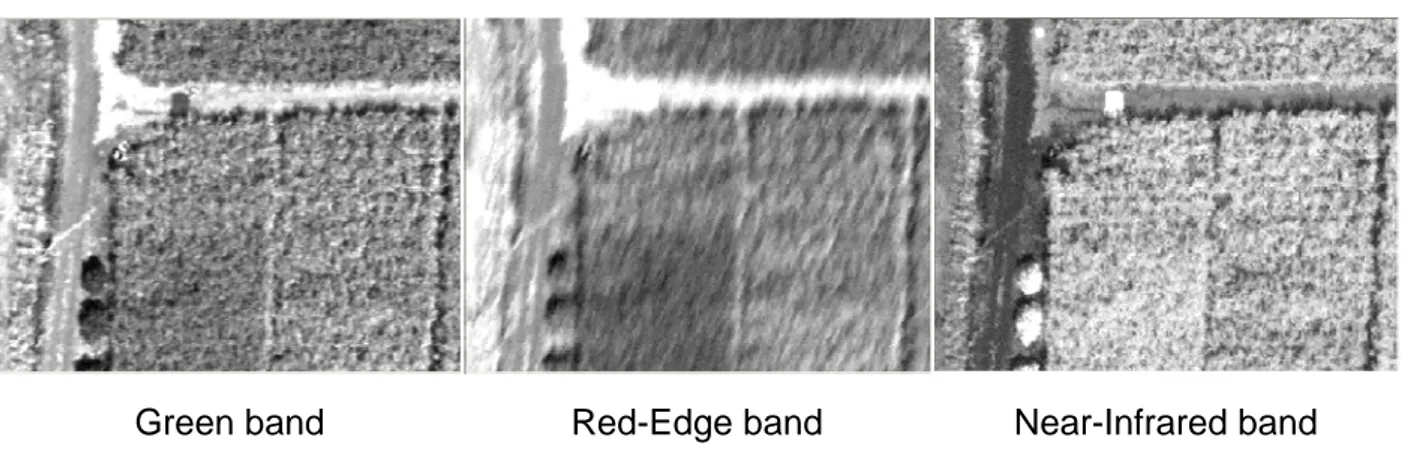 Figure 5. Subset of spectral images acquired with the three cameras (June 29).  