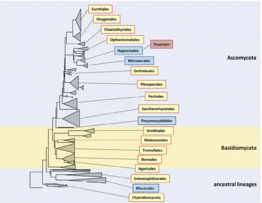 Fig. 1. Phylogenetic tree of the fungal kingdom based on 414 near-complete SSU rDNA sequences and constructed using a neighbour–joining algorithm with Kimura cor- cor-rection, and listing main orders that have been implicated in diseases of humans and anim