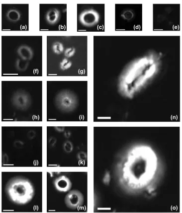 Figure B1. Imaged of coccoliths measured in this study: (a) Pseudoemiliania lacunosa in the core ODP 807; (b) Gephyrocapsa ocean- ocean-ica in the core KX21-2; (c) Reticulofenestra spp