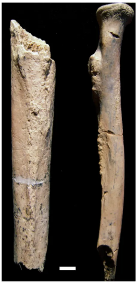 Figure 2. The right femur (OH 80-12; left side of image) and right radius (OH 80-11; right side of image) of the OH 80 hominin from Level 4 at the BK site