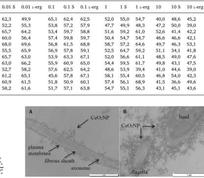 Fig. 2. The comet assay shows, compared to the negative control, a signi ﬁ cant increase of DNA damage in human sperm after a 1-hour in vitro exposure to CeO 2 NP at all concentrations as well as in the presence of an anti-oxidant, L -erg (*) (p &lt; 0.000