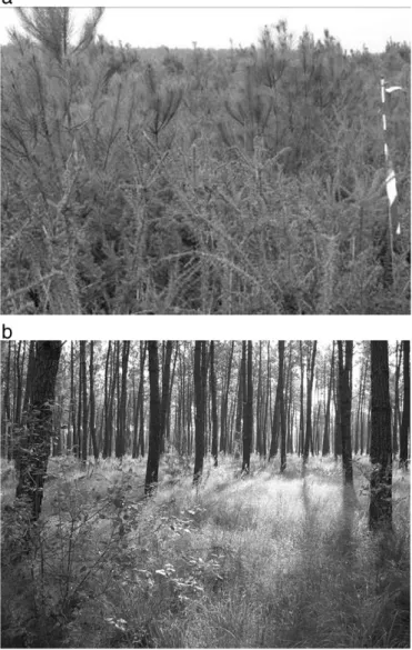 Fig. 1. Bilos young pine stand (a) and Le Bray mature pine stand (b).