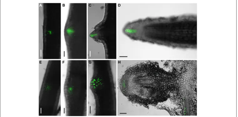 FIGURE 3 | DR5:VENUS:NLS expression pattern during lateral root and nodule development