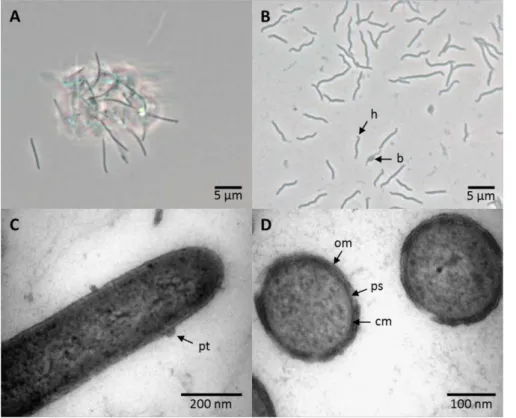 Fig. 2. Shape and ultrastructure of cells of strain L21-Spi-D4 T . A. Phase contrast micrograph of an aggregate of cells formed upon cultivation in liquid medium.