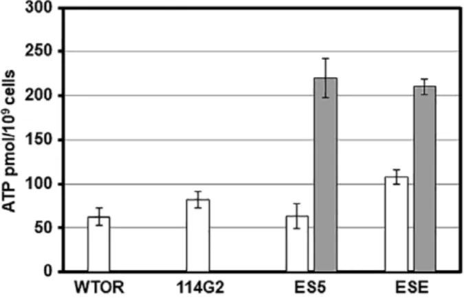 Fig. 3. Intracellular ATP concentration of the cells grown in pyruvate/