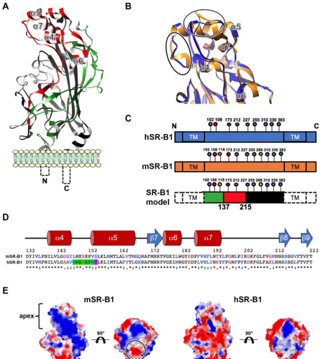 Figure 4.  SR-B1 modeling identifies potential functional regions. (A) Predicted tertiary structure of hSR-B1 extracellular domain by  homology modeling using CD36 (PDB ID: 5lgd) as a template, with the three regions referred to as “N-terminal” (green), “a