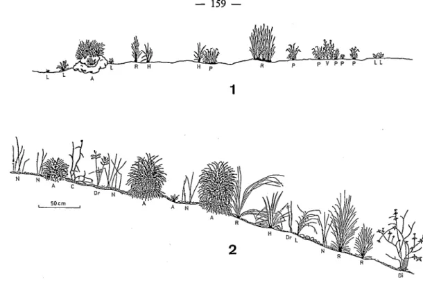 FIG.  3.  -  Transects présentant  la  structure de la végétation herbacée des crêtes du Nimba  (1600111,  février  1981)