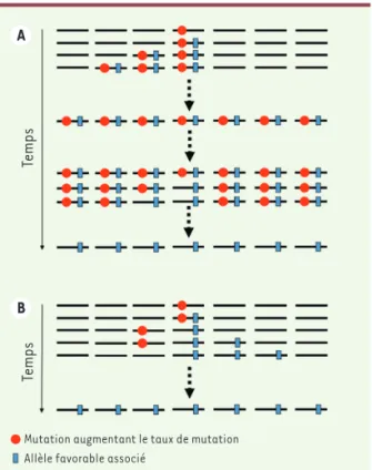 Figure 3. Corrélation entre le taux de mutation et l’effectif efficace (modifié  d’après Lynch et al