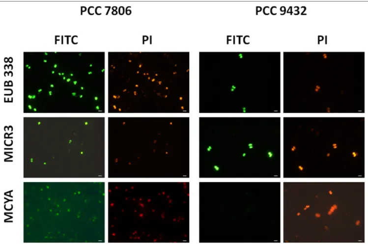 FIGURE 1 | Micrographs showing the validation of the Microcystis spp. specific MICR3 probe and the MC-synthetase specific MCYA probes on Microcystis aeruginosa PCC 7806 (MC-producing) and PCC 9432 (non-MC-producing, Table 1) strains
