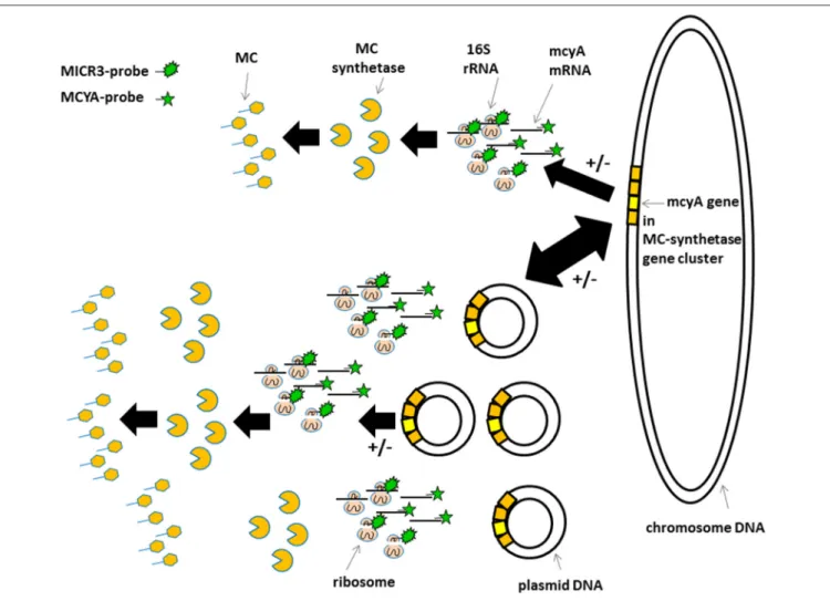 FIGURE 6 | Schematic view of the proposed gene localization, transcription, and transduction steps involved in microcystin production