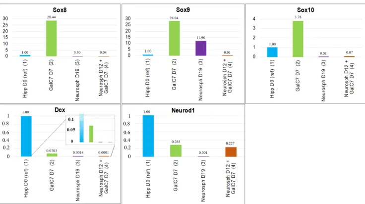 Figure 6. Transcript analysis qPCR results. (1) Hippocampi at day 19.5 pc. (2) Cells cultured on GalC7 gel for 7 days (D7),  (3) cells cultured as neurospheres with pHEMA coatings for 19 days (D19), and (4) cells cultured as neurospheres with  pHEMA coatin