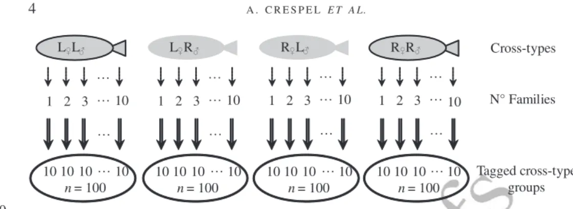 Fig. 1. Schematic diagram of the cross-types used to test swimming performance in purebred crosses of Salveli- Salveli-nus fontinalis (L, Laval anadromous strain; R, Rupert freshwater-resident strain) and of their reciprocal hybrids