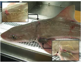 Fig. 2. Trawl-caught Mustelus asterias showing evidence of prior capture by gillnet.